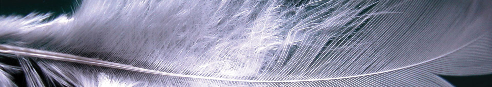 feather image