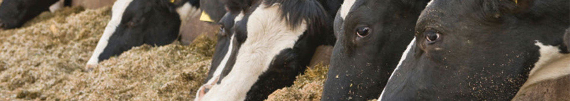 Cows Feeding image